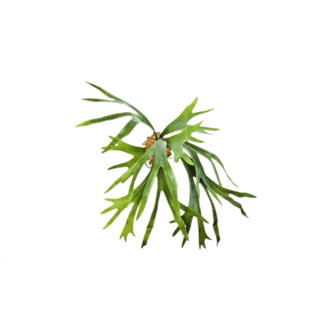 Kunstplant Staghorn Fern 50 cm