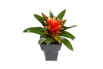 Kunstplant Bromelia Large 32 cm
