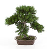 Kunstplant Pine Bonsai 48 cm