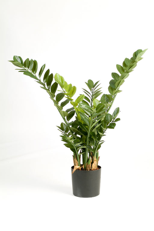 Kunstplant Smaragd Zamio 66 cm
