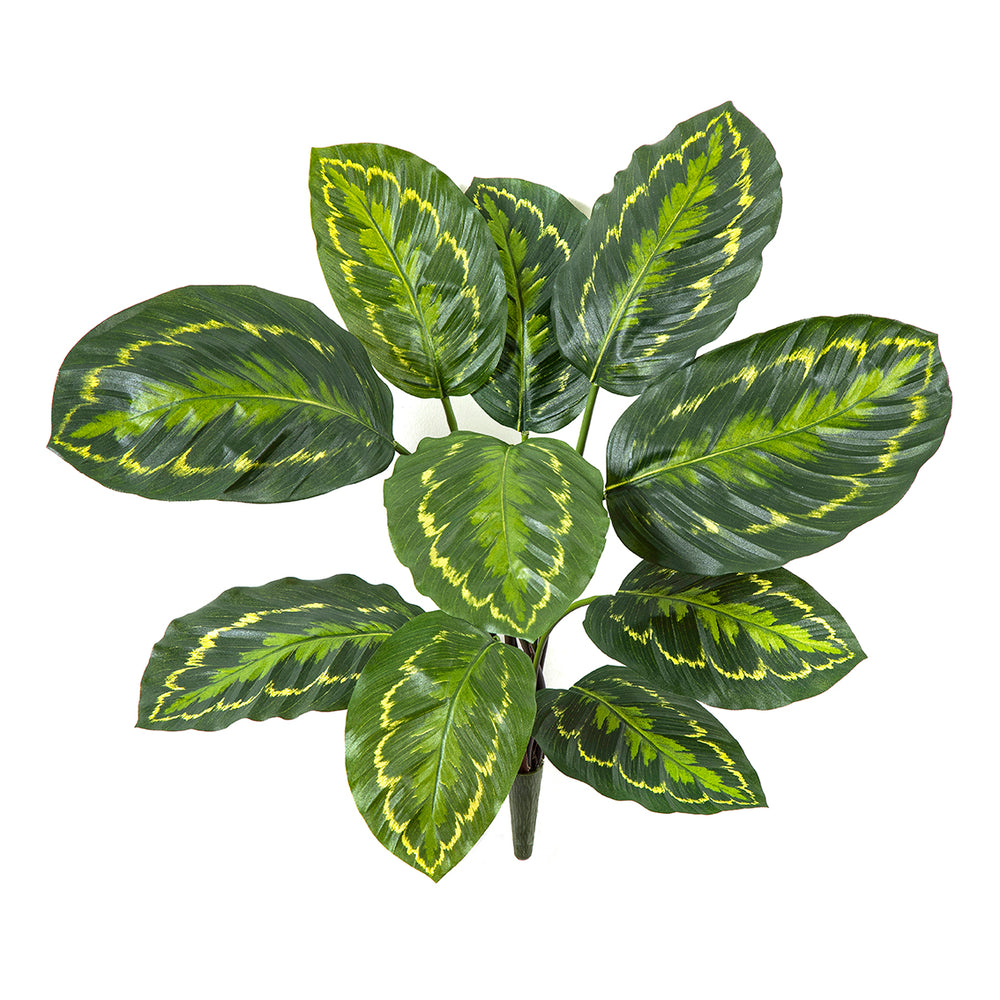 Kunst Calathea Roseopicta Green 53cm