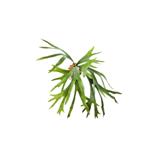 Kunstplant Staghorn Fern 50 cm