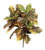 Kunst Stengel Croton Plant 75 cm