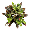 Kunstplant Croton Bush 50 cm (brandbestendig)