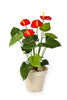 Kunstplant Anthurium Deluxe Red 56 cm (zonder pot)