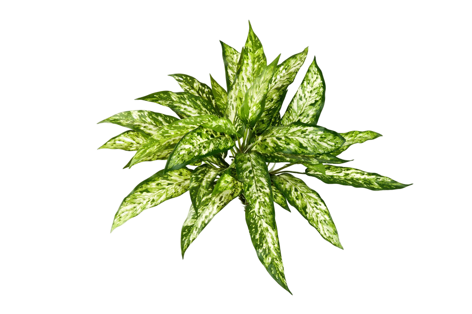 Kunstplant Aglaonema Bush 48 cm