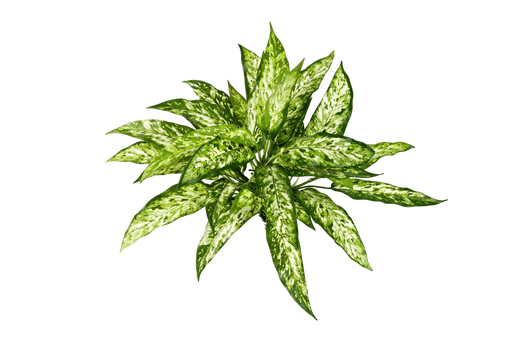 Kunstplant Aglaonema Bush 48 cm