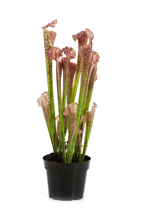 Kunstplant Sarracenia Brown 65 cm