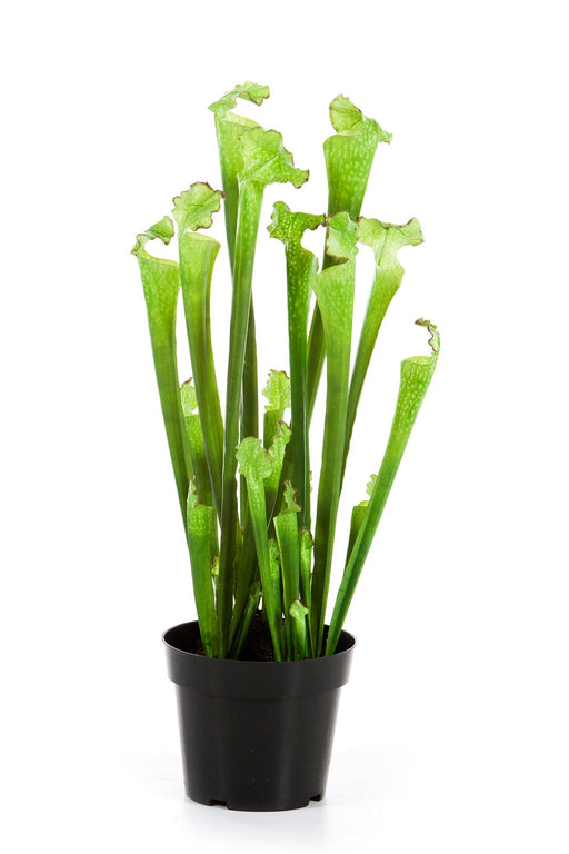 Kunstplant Sarracenia Green 65 cm