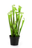 Kunstplant Sarracenia Green 65 cm