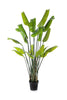 Kunstplant Strelitzia Traveller Palm 200 cm