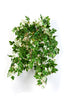 Kunst Hangplant Mini Ampelopsis