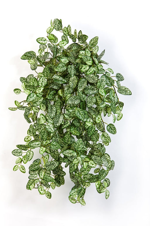 Kunst Hangplant Mini Hypoestes Green