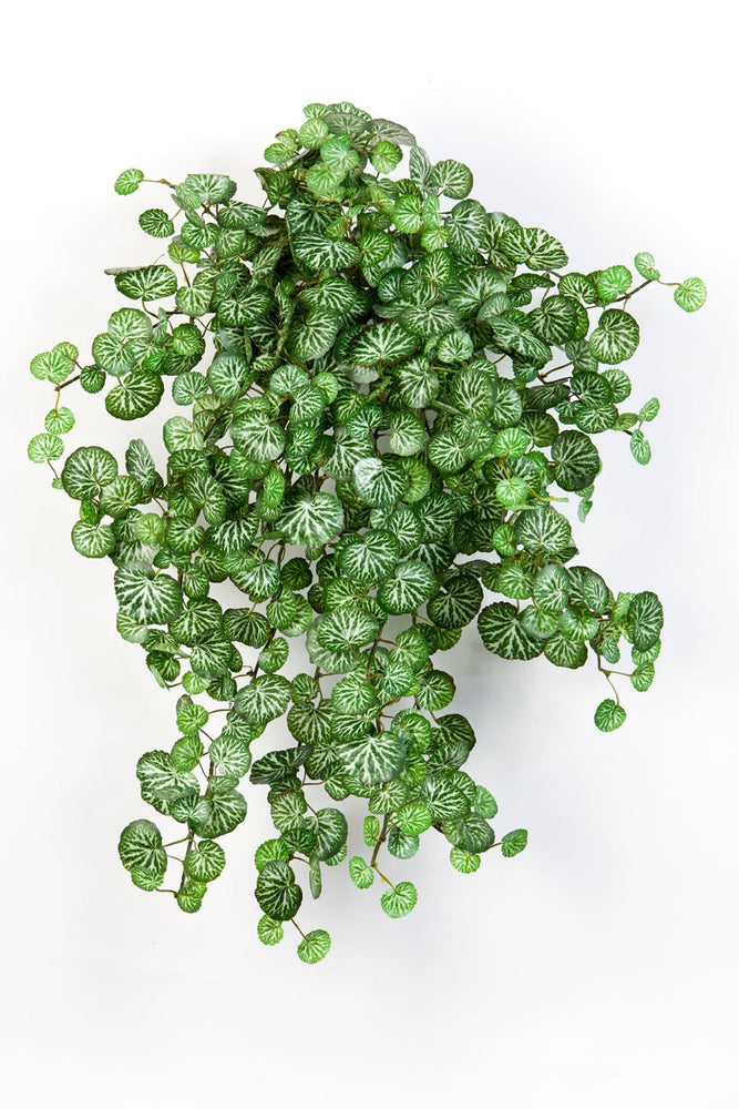 Kunst Hangplant Mini Saxifraga