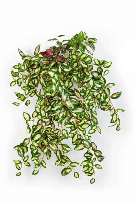 Kunst Hangplant Mini Hoya