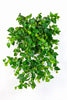 Kunst Hangplant Mini Philodendron