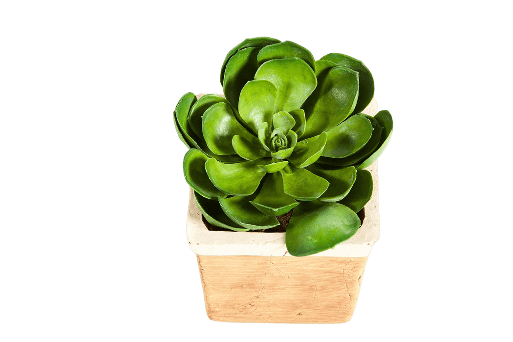 Kunstplant Succulent Green 14 cm