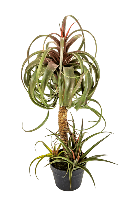 Kunstplant Tillandsia Streptophylla  78 cm