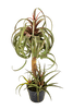 Kunstplant Tillandsia Streptophylla  78 cm