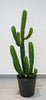 Kunstplant Cactus Finger 98 cm