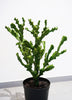 Kunstplant Cactus Mountain 76 cm