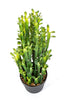 Kunstplant Cactus Euphorbia Trigona 64 cm