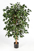 Kunstplant Ficus Nitida Exotica 150 cm