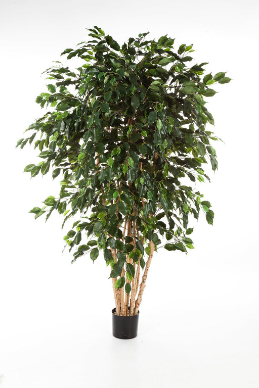 Kunstplant Ficus Exotica Multi Trunk 180 cm
