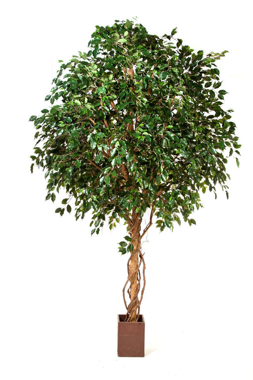 Kunstplant Giant Ficus Exotica 315 cm
