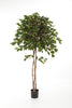 Kunstplant Ficus Exotica Umbrella 150 cm