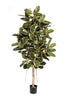 Kunstplant Variegated Ficus Elastica 140 cm