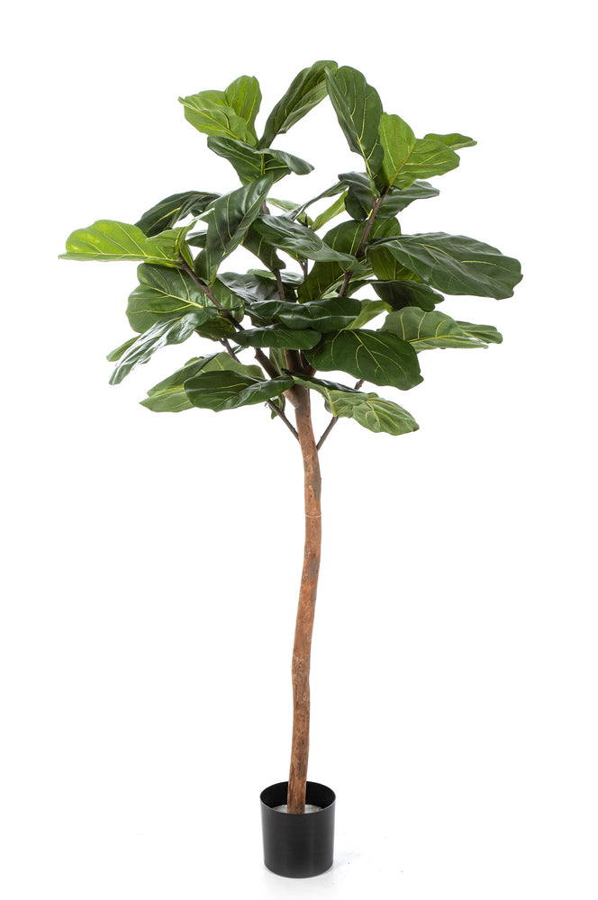 Kunstplant Ficus Lyrata Single Trunk 170 cm