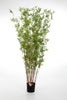 Kunstplant Oriental Bamboe 70 cm