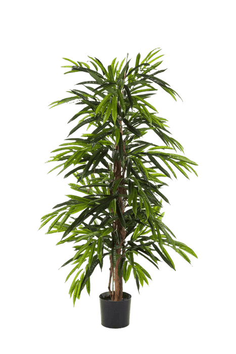 Kunstplant Deluxe Longifolia Tree 2