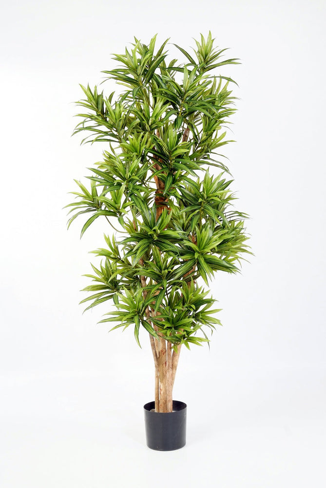Kunstplant Dracaena Reflexa 120 cm