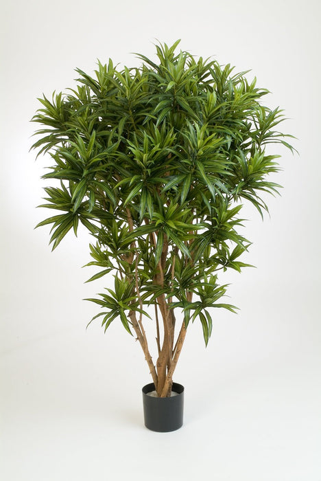 Kunstplant Dracaena Reflexa Jamaica 145 cm