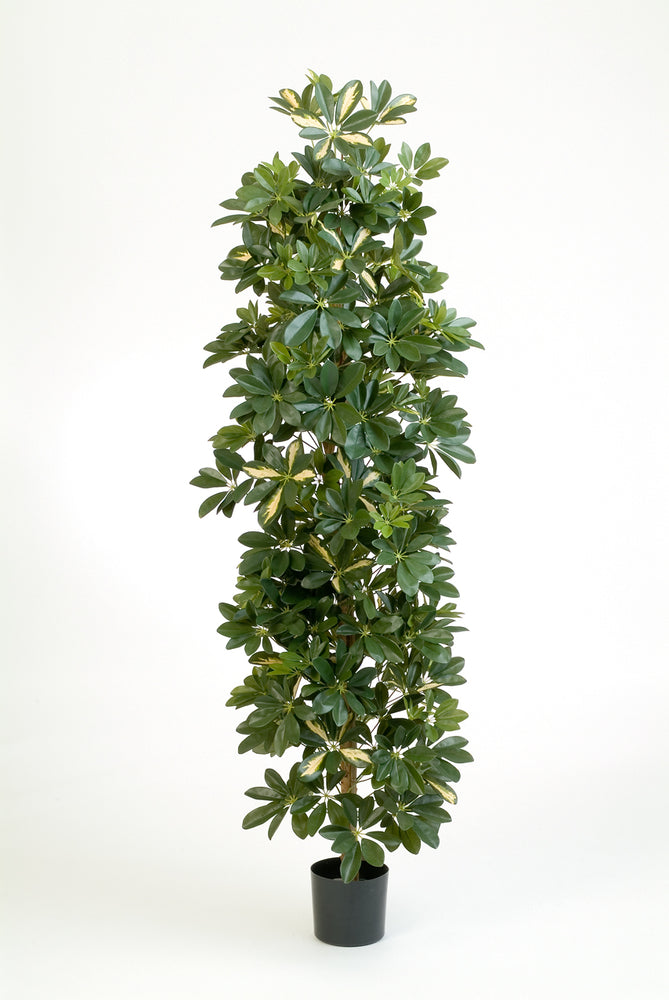 Kunstplant Variegated Column Schefflera 180 cm