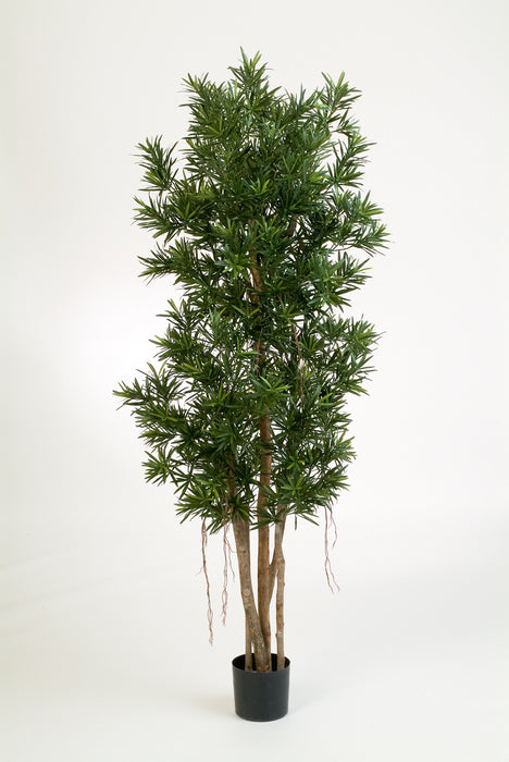 Kunstplant Podocarpus Reflexa 150 cm