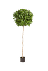 Kunstplant Laurel Ball Tree De Lu 140 cm