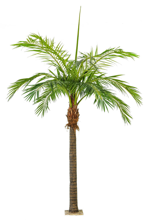 Noord Regelen Met andere woorden Kunst palmboom