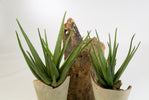 Kunstplant Aloe