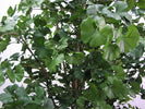 Kunstplant Sweet Gingko Forest 210 cm