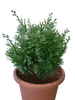 Kunstplant Crossostephium Bush Berrie 38 cm